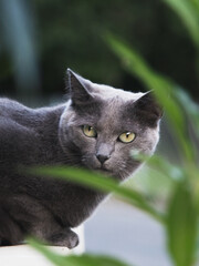 cat