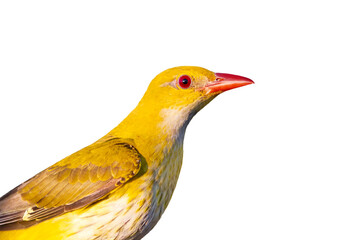oriole close-up portrait isolated on white background