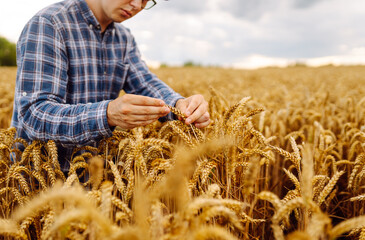 Smart farm and digital agriculture. Inspect a grain field. Farmer working with Tablet.