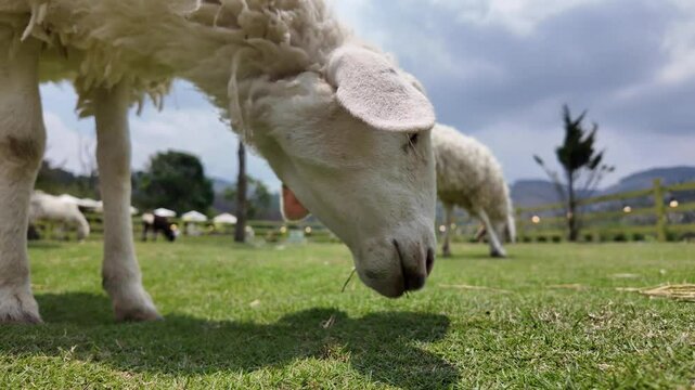 Đ&agrave; lạt, cừu ăn cỏ, slow motion, 4k raw
da lat, sheep