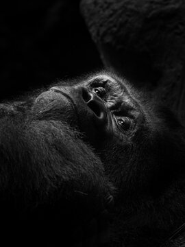 Close view of the face a gorilla. Close-up portrait of a western lowland gorilla (gorilla gorilla gorilla)
