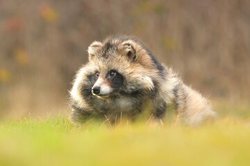Nyctereutes procyonoides raccoon dog common meadow Chinese Asian field closeup cute darling invasive species in Europe, evening sunset summer looking, beast fur eyes problem for biodiversity, Europe © Jan Novak