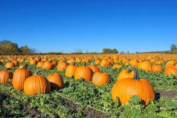 A field pumpkins ready for harvest under a clear blue autumn sky