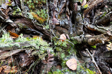 Close-up of the texture of the root system of an old fallen tree. There is moss and yellow autumn leaves on the rotten roots. Background.