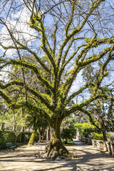 The Botanical Garden of the University of Coimbra in Portugal. The garden was founded in the 18th century