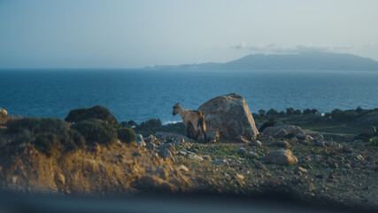 goat on the edge of a cliff near the coast of rhodos island