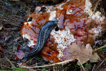 Slimy scene: Ash-black slug eating rotting mushroom 