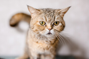 A suffering homeless cat sits in the shelter, looking mournfully and waiting for a family