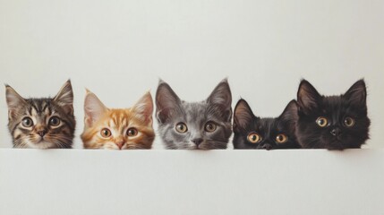 Plakat Adorable Lineup of Curious Kittens