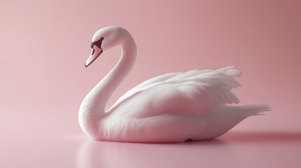 A white swan is laying on a pink background