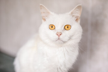 A suffering homeless cat sits in the shelter, looking mournfully and waiting for a family