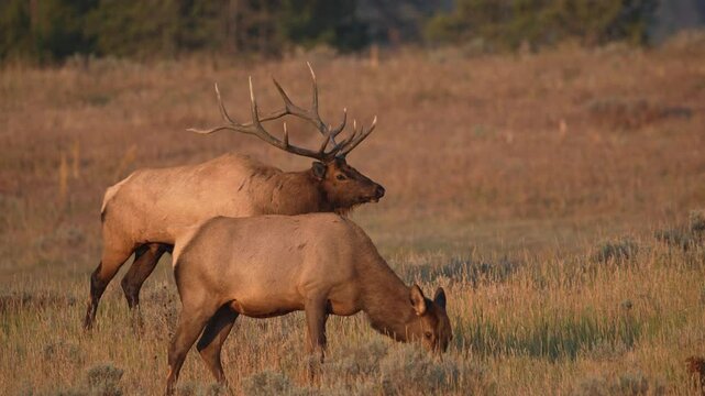 Bull elk grazing next to his harem of cow elk during the rutting season.
