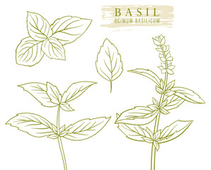 fresh raw basil herb. flat hand drawn lively line botanical vector illustration