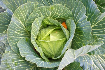 Green ripe sick cabbage in field