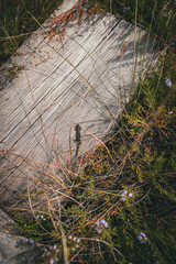 A small lizard lies on a wooden path in a swamp

