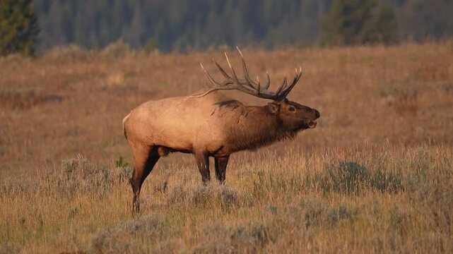 Bull Elk looking up and bugling in slow motion during the rutting season.