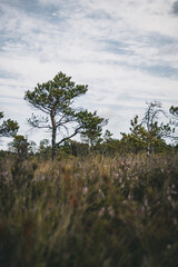 Baltic swamp water forest grass