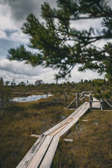 Wooden path passing through the Baltic swamp around small ponds
