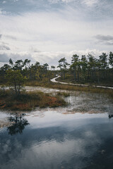 Baltic swamp water forest grass In the distance you can see a wooden walking path

