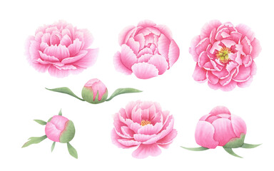 Set of pink peony flower bud on isolated background. Hand drawn watercolor botanical illustration. Clip art for design, cards, invitations, congratulations, packaging, print, advertising.