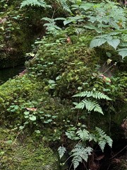 Fototapeta premium Picturesque Tustan showcases the stunning beauty of Ukrainian nature, featuring broad ferns that flourish in lush greenery, vibrant wildflowers that add color, and towering rocks that create a majesti