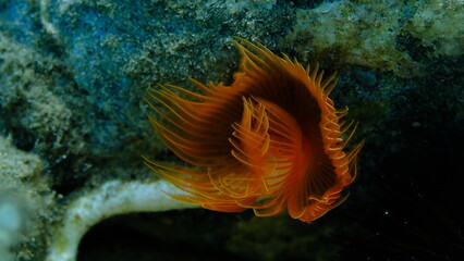 Polychaeta Smooth tubeworm or red-spotted horseshoe (Protula tubularia) undersea, Aegean Sea, Greece, Halkidiki, Pirgos beach