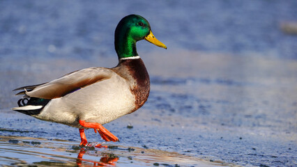 duck mallard duck on the lake