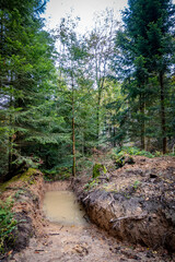 Abholzung im Mischwald