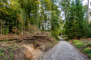 Abholzung im Mischwald