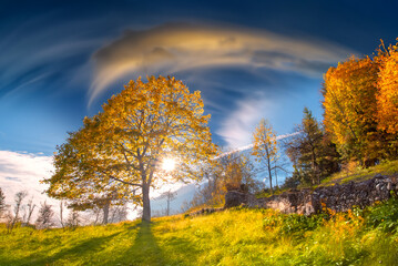 autumn in the forest