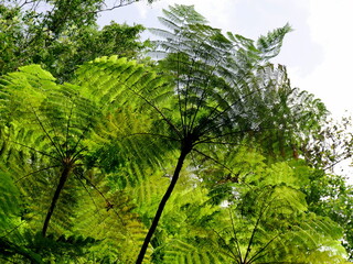 west indian tree ferns, cyathea arborea in primary rainforest of Basse Terre in Guadeloupe. Low...