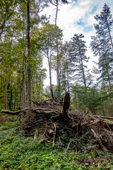 Abholzung im Mischwald