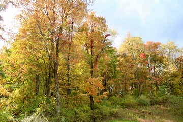 Fototapeta premium autumn in the woods
