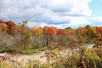 Obraz premium autumn landscape with red and yellow leaves