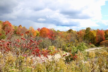 autumn landscape with red and yellow leaves