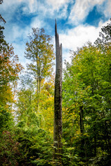 Abgestorbener Baum