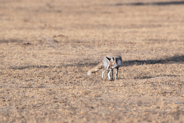 white-footed fox or Vulpes vulpes pusilla Jorbeer carcass dump, Rajasthan, India