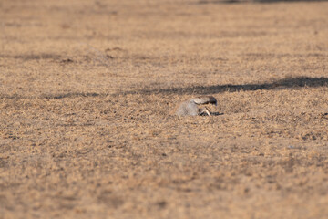 white-footed fox or Vulpes vulpes pusilla Jorbeer carcass dump, Rajasthan, India