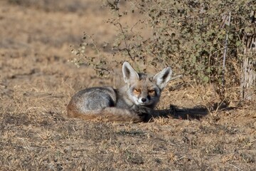 white-footed fox or Vulpes vulpes pusilla Jorbeer carcass dump, Rajasthan, India