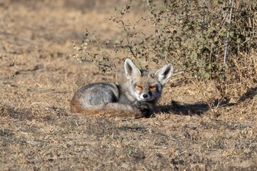 white-footed fox or Vulpes vulpes pusilla Jorbeer carcass dump, Rajasthan, India