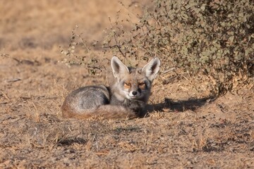 white-footed fox or Vulpes vulpes pusilla Jorbeer carcass dump, Rajasthan, India