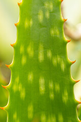sabila, Aloe vera.