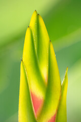 Heliconia