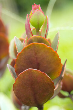 suculenta