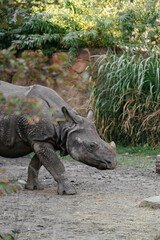 A rhinoceros strolls among the trees and grass in its natural habitat at Zoo Berlin, showcasing its majestic presence.