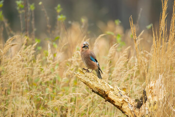 A jay sitting on a stump against the background of golden grass