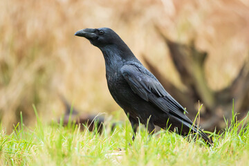 Raven on a warm autumn meadow