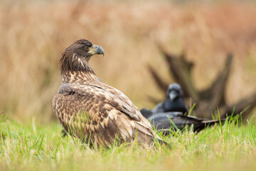 A white-tailed eagle looking at ravens in an autumn meadow