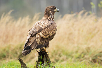 A large predatory bird sitting on a stump in an autumn meadow