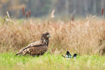 A white-tailed eagle on a warm autumn meadow looking at magpies